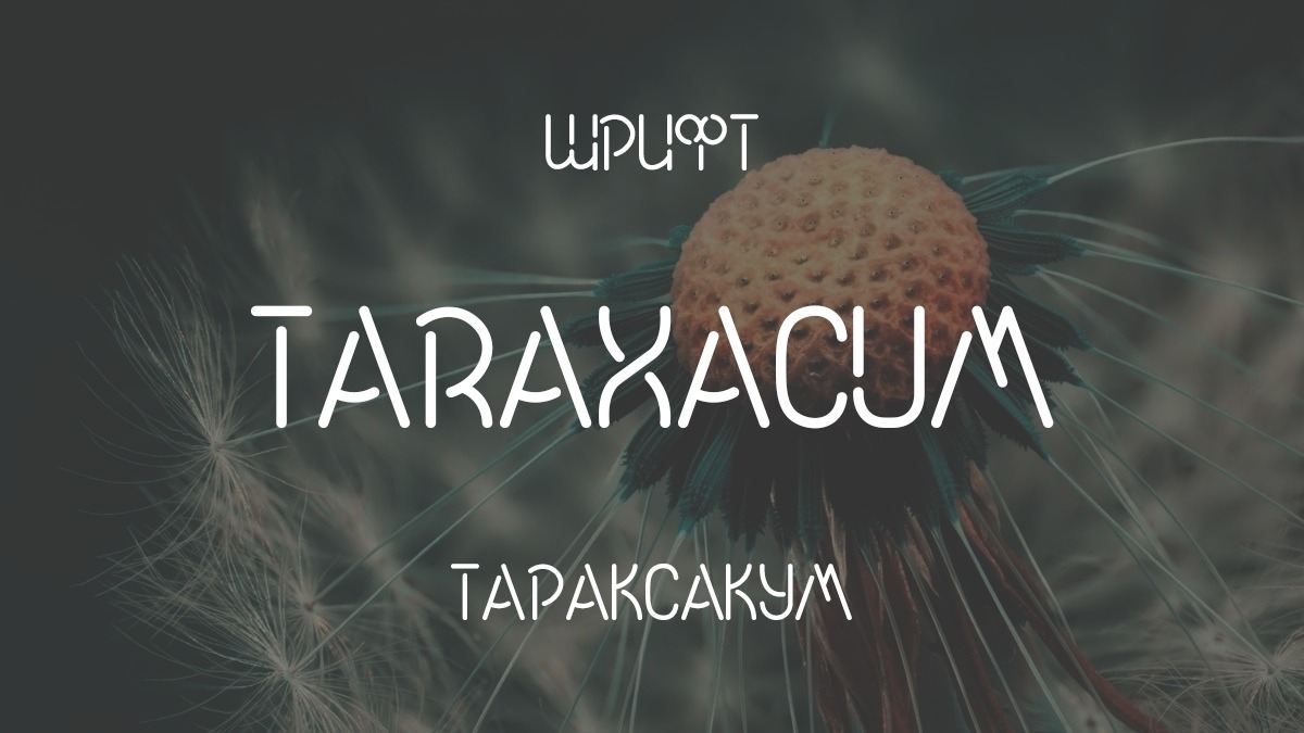 Taraxacum