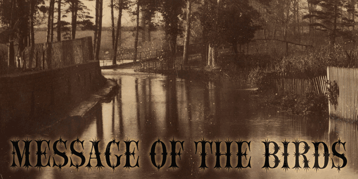 Message of the Birds